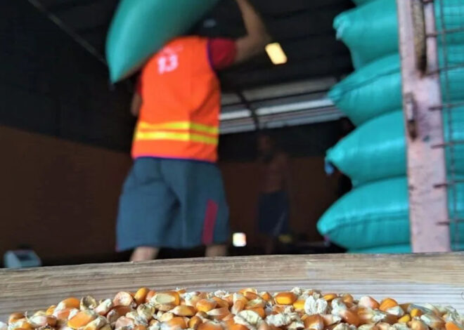 Bulog Madiun Siap Serap Jagung Petani, Jaga Kestabilan Harga dan Stok