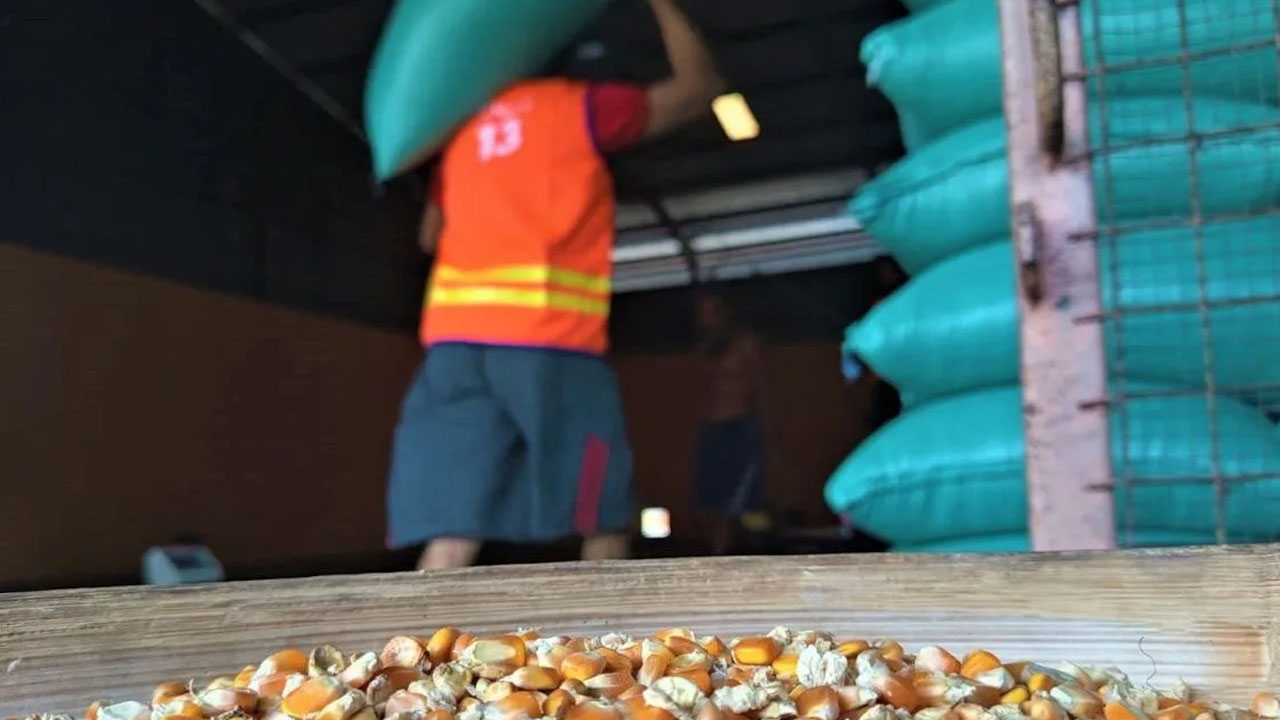 Bulog Madiun Siap Serap Jagung Petani, Jaga Kestabilan Harga dan Stok