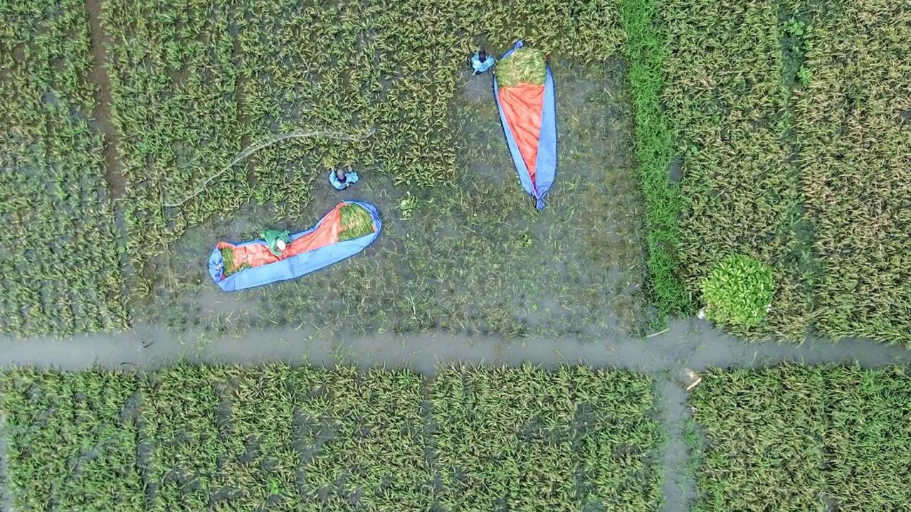 Produksi Beras DKI Jakarta Capai 876 Ton Sepanjang 2025